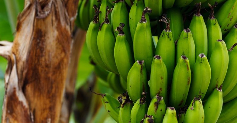 Fungo broca-de-banana