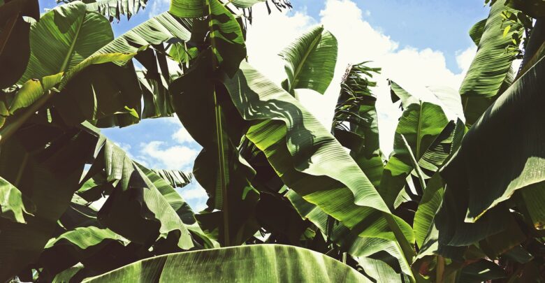 banana resistente doença