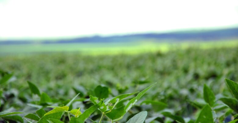 produto biológico soja
