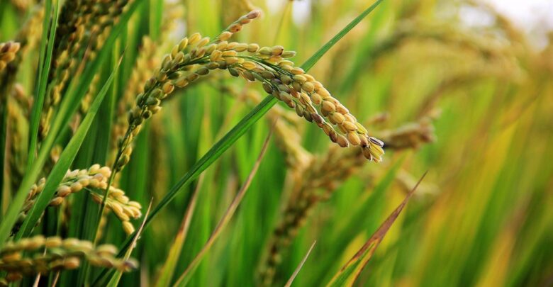 corteva-arroz-defensivos