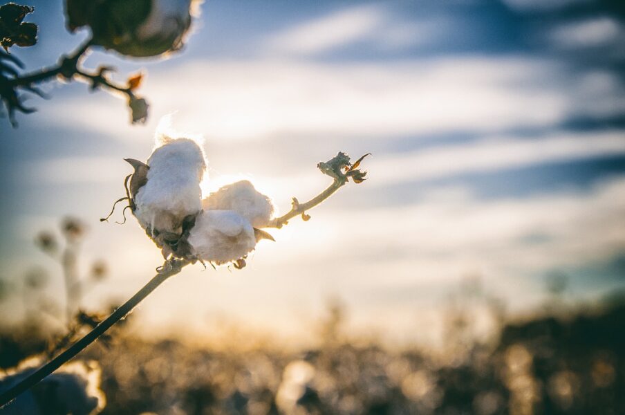 invasoras-daninhas-algodão-herbicidas