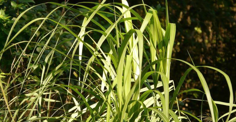 plantas-invasoras-gastos