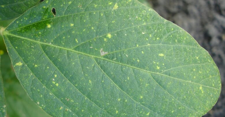 ferrugem-soja-pesquisa-genoma