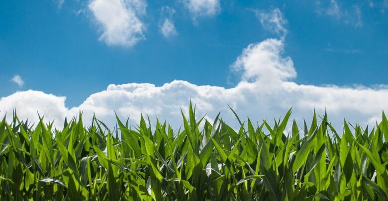 controle-pragas-agricultura