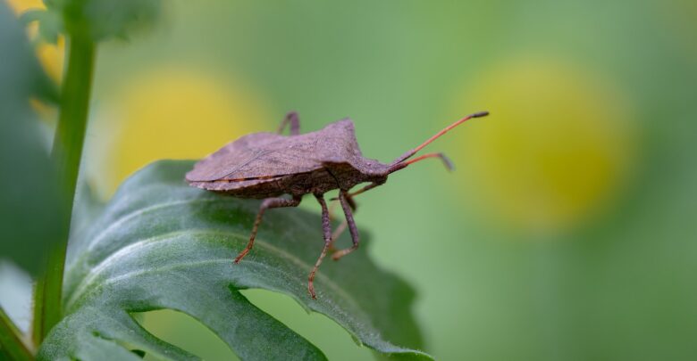 especie-asiatica-de-percevejo-chega-ao-brasil-e-ameaca-agricultura