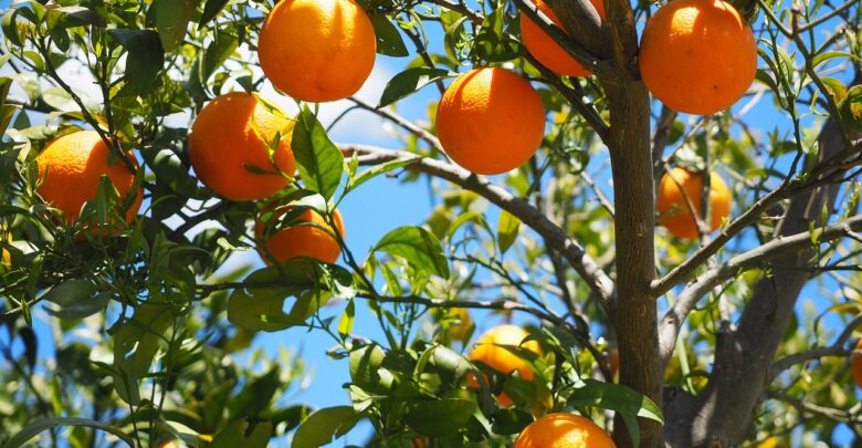 lista-protecitrus-e-atualizada