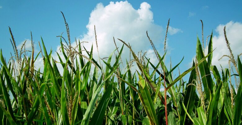 ocorrencia-de-cigarrinha-do-milho-no-rio-grande-do-sul-gera-alerta