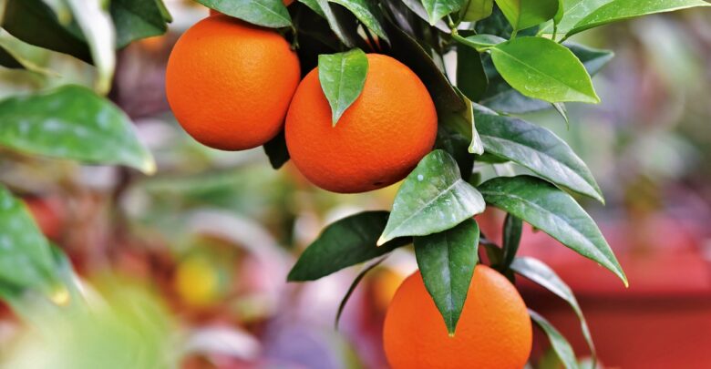 Vespinhas-são-utilizadas-na-citricultura-para-combater-o-greening