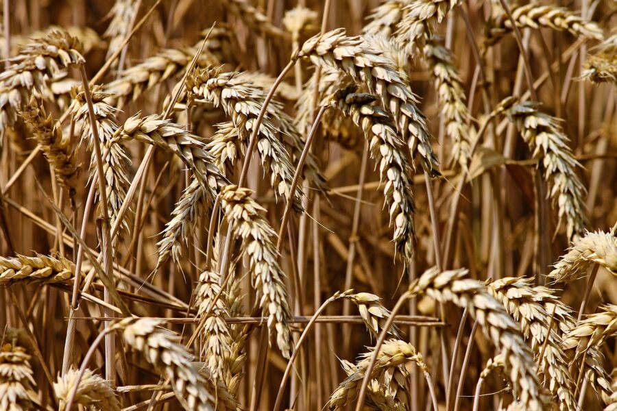 Parceria-internacional-desenvolve-nova-tecnologia-para-brusone-do-trigo