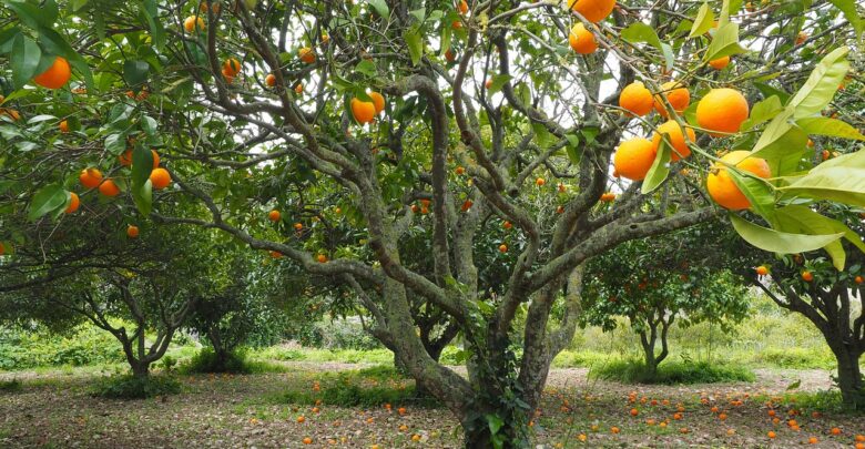 Alerta-fitossanitário-do-Fundecitrus-auxilia-no-controle-do-greening