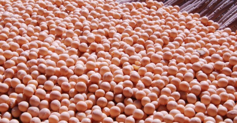 Soja-Cancelamentos-de-vendas-e-atraso-de-insumos-preocupam-agricultores-de-MT