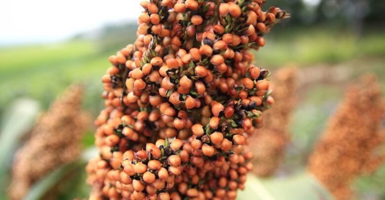 Argentina-está-em-alerta-para-pulgão-amarelo-no-sorgo