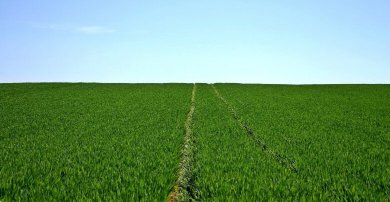 paraguai-pode-se-tornar-potencia-agricola-na-america-latina