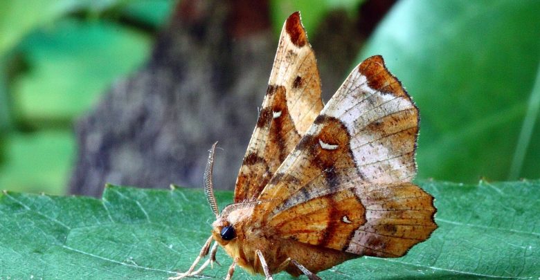 descoberta-de-um-gene-sexual-da-mariposa-pode-levar-a-um-inseticida-crucial