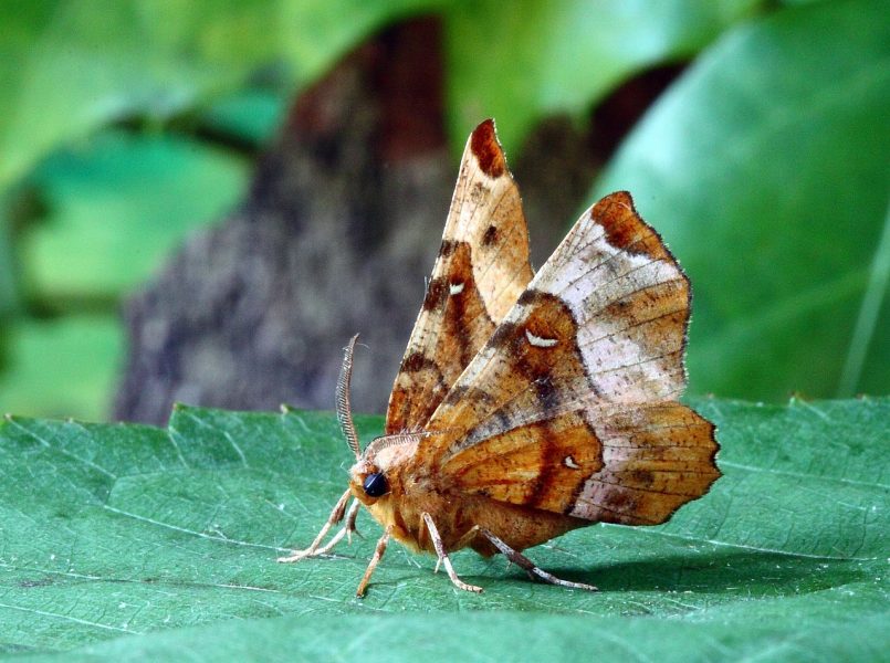 descoberta-de-um-gene-sexual-da-mariposa-pode-levar-a-um-inseticida-crucial