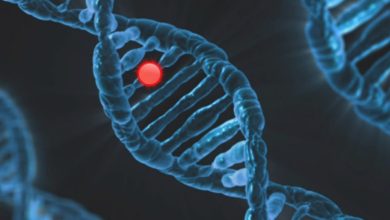 pesquisa-da-embrapa-mira-genes-de-resistencia-a-ferrugem
